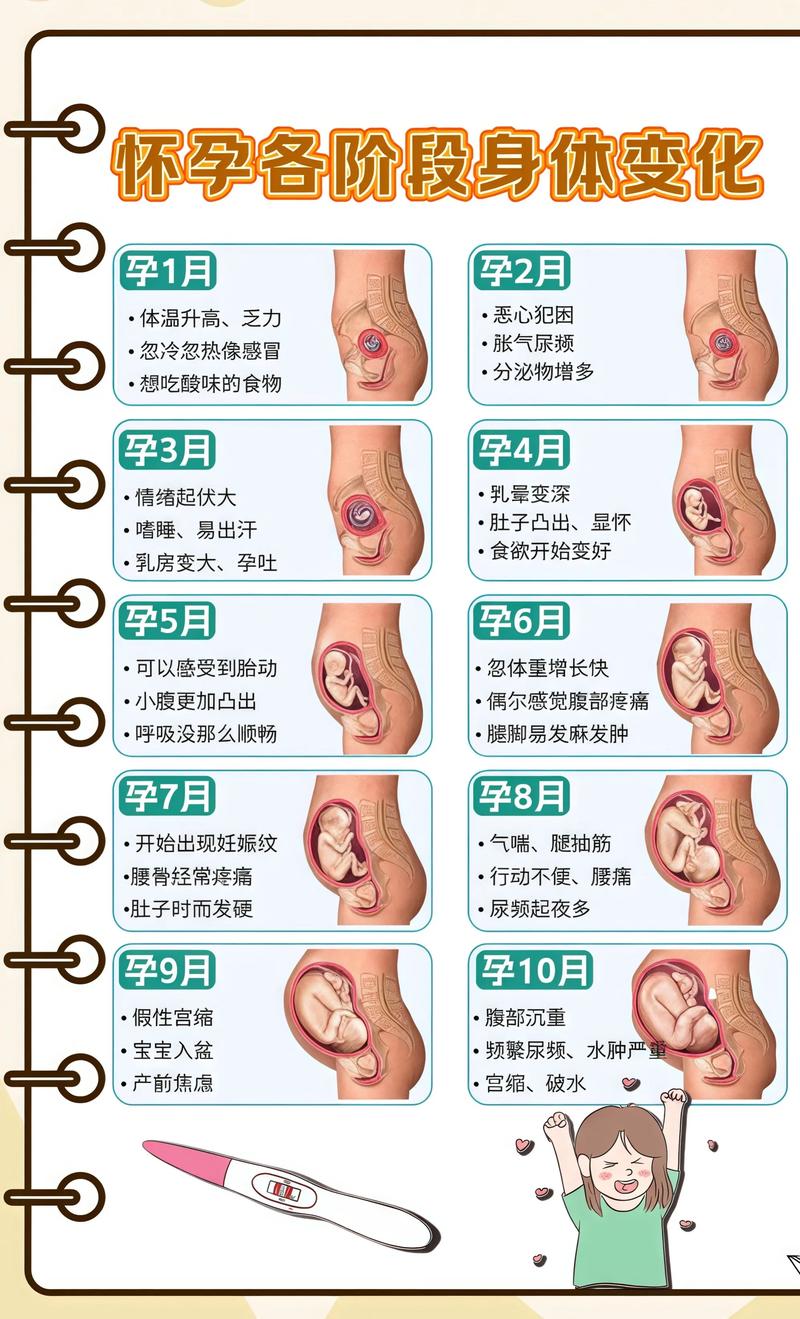 揭秘供卵代孕妈妈怀孕小腹分两节,孕期变化的奥秘佛山代生机构: